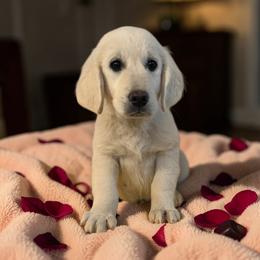 Pistachio - Light golden male Golden Retriever puppy in Salt Lake City, Utah from Soaring golden retrievers