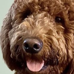 Sydney - Goldendoodle