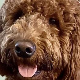 Sydney - Goldendoodle