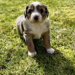 Romeo - Blue merle male Aussiedoodle puppy in Grants Pass, Oregon from Woodwind Miniatures