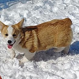 Cami - Fawn female Pembroke Welsh Corgi puppy in Odessa, Missouri from LOYAL T K9's CORGIS