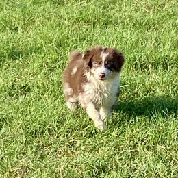 Rissa - Red merle female Miniature Australian Shepherd puppy in Gatesville, Texas from Southern Promise Aussie’s