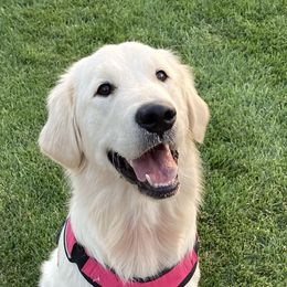 Aspen - Golden Retriever