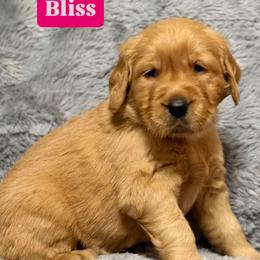 Bliss - Dark golden female Golden Retriever puppy in Salt Lake City, Utah from Soaring golden retrievers