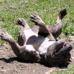 Sweet - American Bully