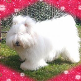 Maniac - Coton de Tulear