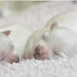 Male Morkie 3-Korean bloodlines - White male Morkie puppy in Coats, North Carolina from Angie's Puppies