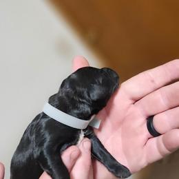 Blue collar - Black male Whoodle puppy in O'neill, Nebraska from Willowdale Doodles