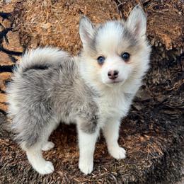Darling - Gray and white female Pomsky puppy in La Verne, California from Red Cedar Pomskies