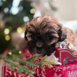 Cocoa - Merle female Shihpoo puppy in Rural Retreat, Virginia from Kopydlowski's Shihpoo and Shichon pups
