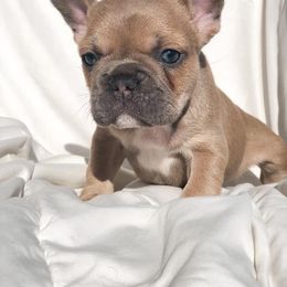 French Bulldog Puppies from Honey Bee Frenchies