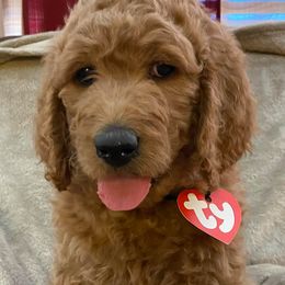 Goldendoodles from Darling Doodles