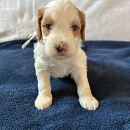 Sneezy - Brown and white male Cockapoo puppy in Adrian, Oregon from ApplebyFarm