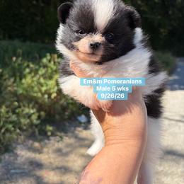 Tri color 3200 pet only - Black and tan parti male Pomeranian puppy in Kentucky from Em&M Pomeranians