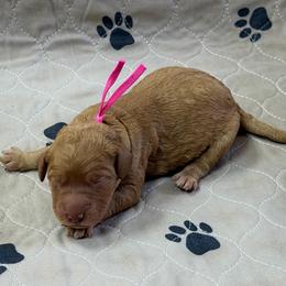 Pink - Apricot female Goldendoodle puppy in Rockford, Ohio from 419 Goldendoodles