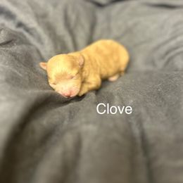 Clove - Red and white female Cockapoo puppy in Powell, Wyoming from Doodles of Joy