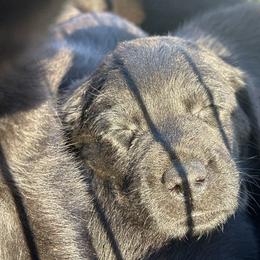 Red - Black female Labrador Retriever puppy in Middleton, New Hampshire from Tag Hollow
