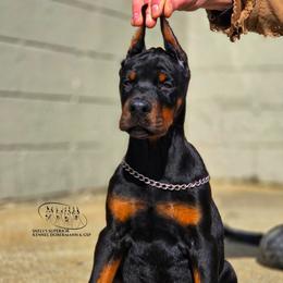 Loki ( CO-OWN ONLY ) - Black and rust male Doberman Pinscher puppy in China Township, Michigan from Snell's Superior Kennel Dobermann & GSP