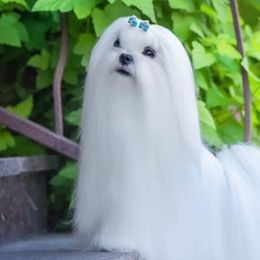 Bichon Frises, German Shepherds, and Maltese from Top Shepherd -Bichon Frisé-Maltise