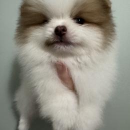 Ryder - Chocolate parti male Pomeranian puppy in Channahon, Illinois from Tiny Tots Pomeranians