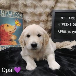 Purple collar girl - Light golden female Golden Retriever puppy in Rochester, Washington from Grand Mound Goldens