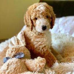 Goldendoodle Puppies from Teddy Gram Goldendoodles