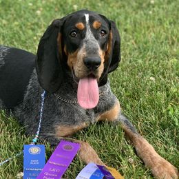 American Leopard Hounds, Bluetick Coonhounds, and German Shepherds from Haus Biery German Shepherds, Benchmark Blueticks & Leopard Hounds