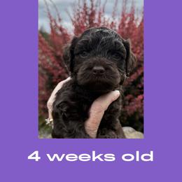 Rey - Chocolate female Australian Labradoodle puppy in Beavercreek, Oregon from Auburn Sky Labradoodles