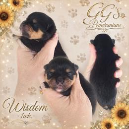 Wisdom - Black and tan female Pomeranian puppy in Oologah, Oklahoma from GG's Pomeranians