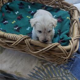 Girl 5 - Wheaten female Scottish Terrier puppy in Three Rivers, California from Sierra Scotties