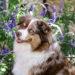 Baleigh - Miniature American Shepherd