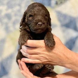Mrs. Aimee - Chocolate female Assorted Doodle Crosses puppy in Kansas City, Missouri from Beary GoldenDoodles