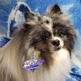 Merlin - Pomeranian
