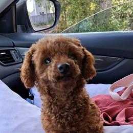 Bambi - Red female Maltipoo puppy in Crestview, Florida from Little Cupcakes and Little Pumpkins Maltipoos