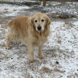 French Bulldogs and Golden Retrievers from Carolina Country Goldens and Lakeside Frenchies