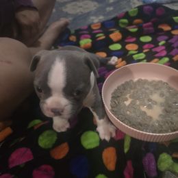 Boston Terrier Puppies from Aronow pups