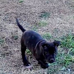 5 - Black female Staffordshire Bull Terrier puppy in San Antonio, Texas from Lone Star Staffs