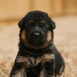 Blue Girl - Black and red female German Shepherd puppy in Apex, North Carolina from Milestone GSDs