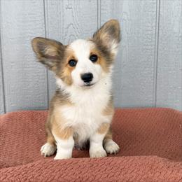Hank - White and red male Pembroke Welsh Corgi puppy in Mc Cammon, Idaho from Sunny J Corgis and Mini Americans