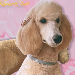 Dutchess - Labradoodle
