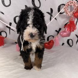 Skittles - Tri-color female Bernedoodle puppy in Luana, Iowa from Country View Bernedoodles and Goldendoodles