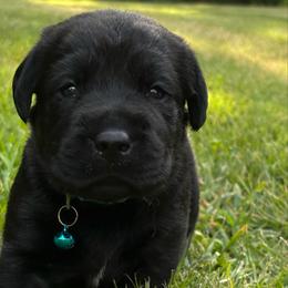 Brook - Black female Labrador Retriever puppy in Taylors, South Carolina from Spring Water Labs of the Carolinas