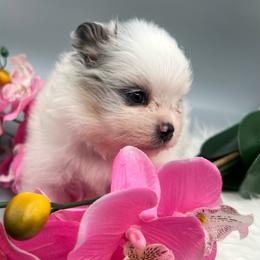 Girl 4 - Blue merle female Pomeranian puppy in Brentwood, California from Royalpawpoms