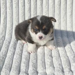 ARLO - Blue male Pembroke Welsh Corgi puppy in Walker, Iowa from Double K Corgis