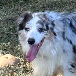 Banner - Australian Shepherd