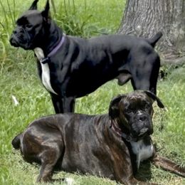 Boxers from Dudley’s Boxers