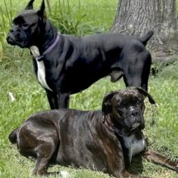 Boxers from Dudley’s Boxers