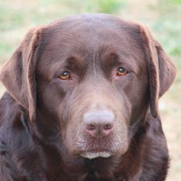 Ellie - Labrador Retriever
