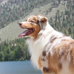 Australian Shepherd All Grown Up from Palomino Australian Shepherds