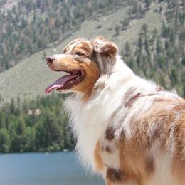 Australian Shepherd All Grown Up from Palomino Australian Shepherds
